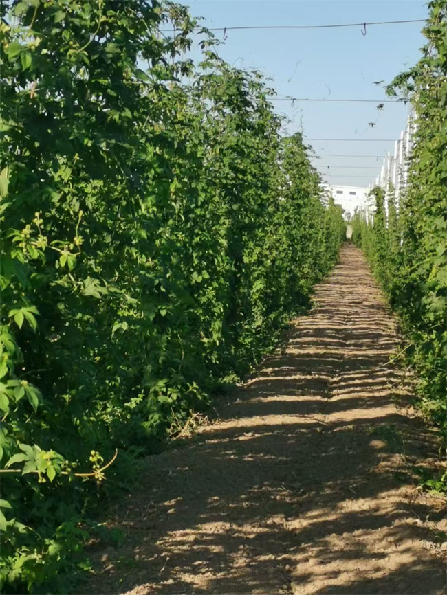 1757667011234738.jpg 图0.jpg