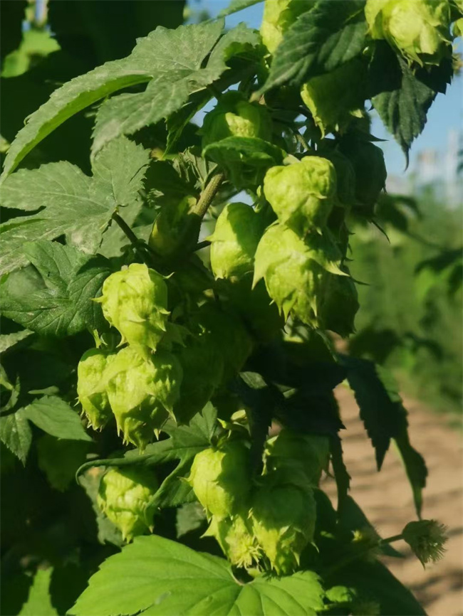 1757667104255191.jpg 图2.jpg