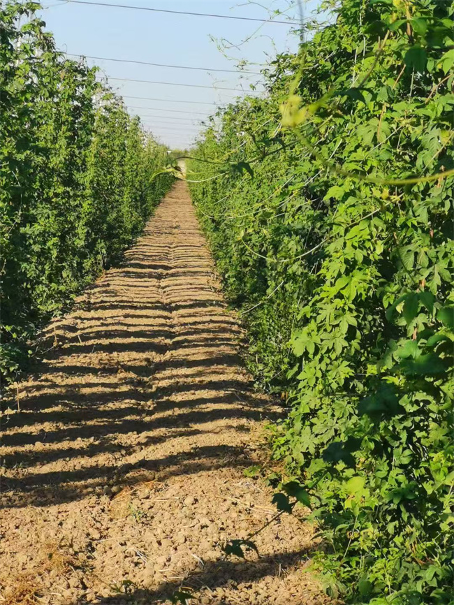 1757667144396421.jpg 图5.jpg